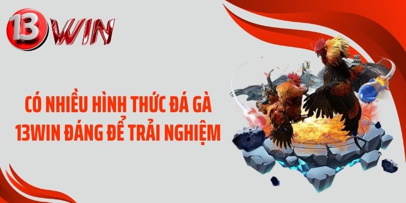 Có nhiều hình thức đá gà 13WIN đáng để trải nghiệm