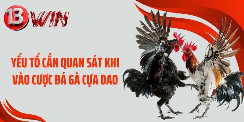 Yếu tố cần quan sát khi vào cược đá gà cựa dao