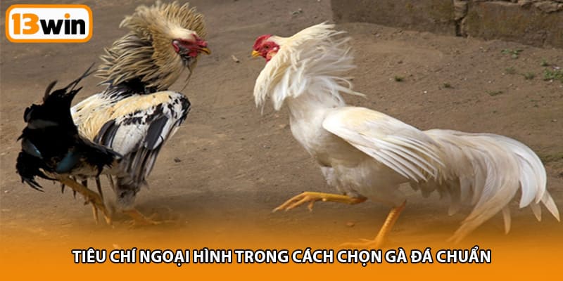 Tiêu chí ngoại hình trong cách chọn gà đá chuẩn